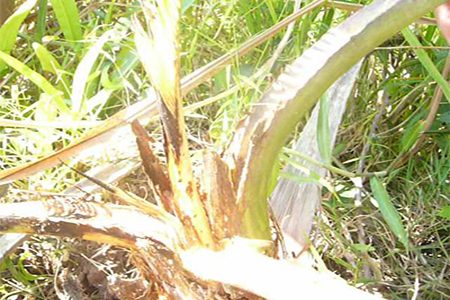 Bệnh thối đọt dừa mối nguy hiểm cho các vườn dừa